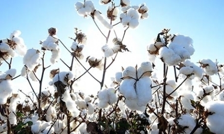 Eco fabrics - Premium Fabrics Barcelona S.L.
